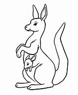 Kangaroo In The Pocket  Coloring Pages sketch template