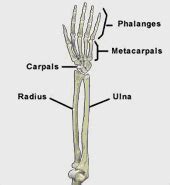 Biomechanics Of The Wrist And Hand | Joint Pain Info