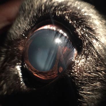 Uveal Melanoma – Canine – Animal Eye Clinic