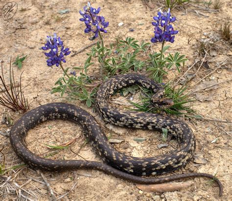 Coluber constrictor anthicus (Buttermilk Racer) | Montgomery… | Flickr