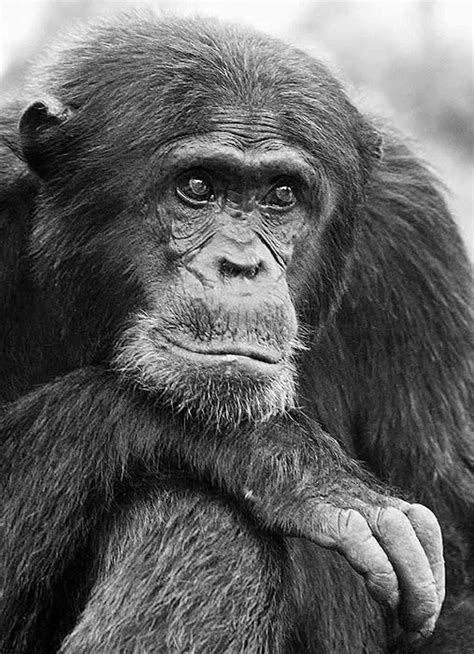 Chimpanzee intelligence has a genetic basis