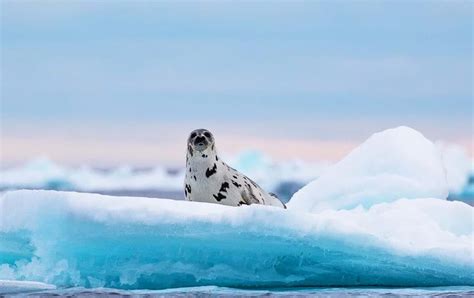 Brief facts about five Arctic seals – PolarQuest