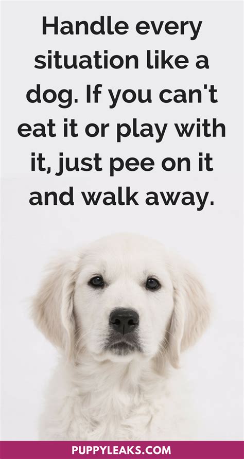 50 Cute & Funny Dog Quotes | Dog quotes funny, Dog quotes, Cute funny dogs