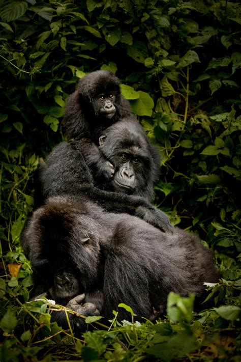 Virunga's Mountain Gorillas | Smithsonian Photo Contest | Smithsonian ...