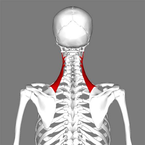 File:Levator scapulae muscle back.png