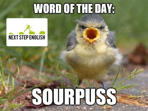 Sourpuss | Word of the day, Advanced english vocabulary, English vocabulary words