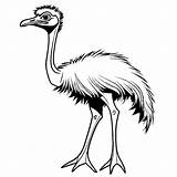 Ostrich head And Neck coloring Sheet Lulu Pages sketch template