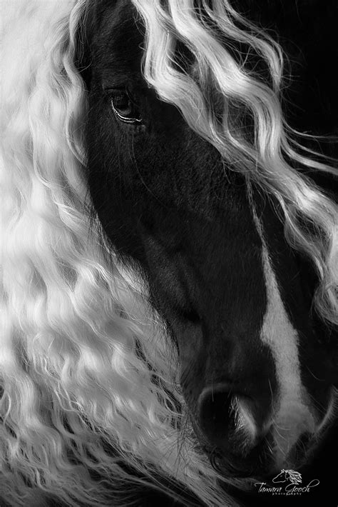 Picture of Black and White Horse Photography Print | Photos by Jess Lee