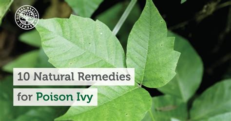 10 Natural Remedies for Poison Ivy