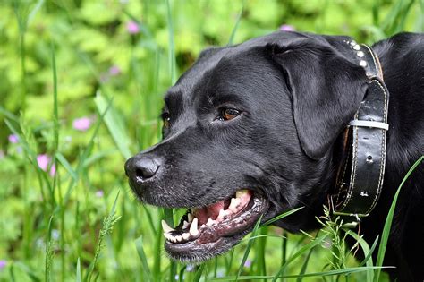 Understanding Hip Dysplasia in Dogs Harness - Hip Dysplasia in Dogs