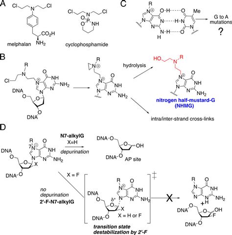 Nitrogen mustards-induced DNA lesions and base pairing properties of ...