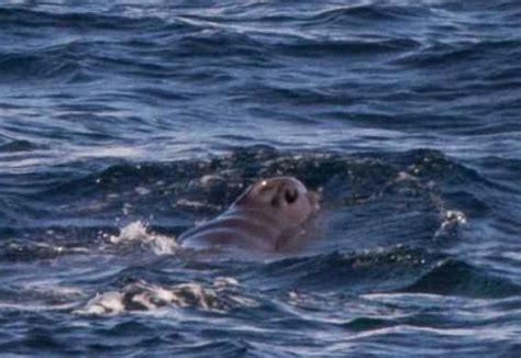 Baby Gray Whales! - Baby Animal Zoo