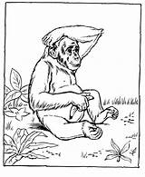 Free Printable Chimpanzee Coloring Pages For Kids  Zoo Animal coloring sketch template