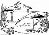 Pond Coloring Pages Storks And Frogs  Free Printable sketch template