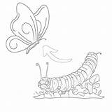 Coloring Pages Caterpillar To Butterfly  Mimi Panda sketch template