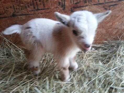 Nigerian Dwarf And Pygmy Goat Kids. Male And Females | Baby goats, Cute baby animals, Baby animals