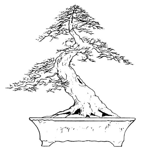 Bonsai Tree Drawing at GetDrawings | Free download