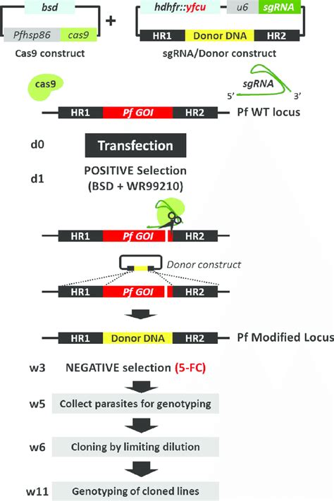 Crispr Cas9 Plasmid