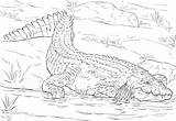 Coloring Pages Of Crocodiles sketch template