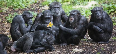 4 Types of Monkeys Found in Niger! (ID Guide) - Bird Watching HQ