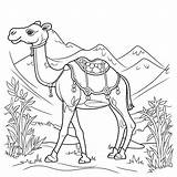 Camel Coloring Pages – Coloring Corner sketch template