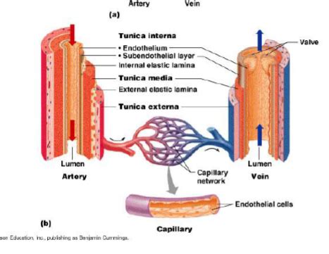 Tunica Media; Vascular Media