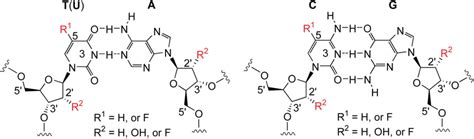 Chemical structure of Watson–Crick base pairs in DNA and RNA with... | Download Scientific Diagram