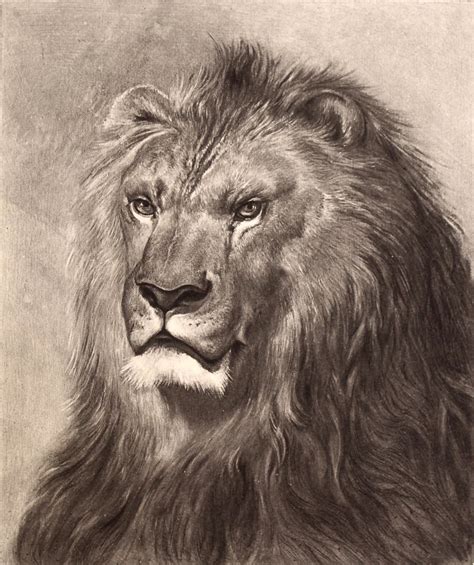 Stunning Vintage Lion Face Drawing - Public Domain Animal Image