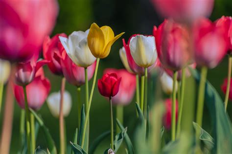 Tulips blooming in spring garden 1 on Behance