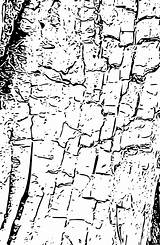 Tree Bark Coloring Page Pages sketch template