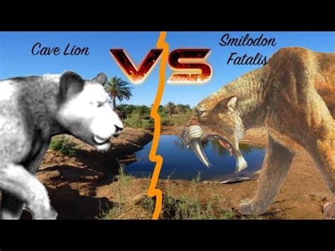 Cave Lion VS Smilodon Fatalis - YouTube