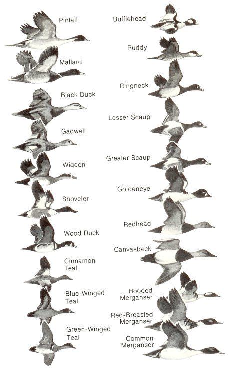 Ducks at a Distance: A Waterfowl Identification Guide : Hines, Robert W. : Free Download ...