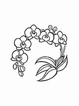 Orchid Coloring Pages  Free Printable For Kids sketch template