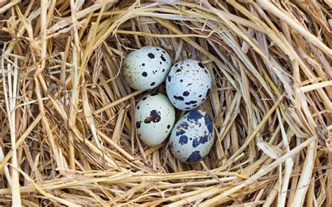 Do Quails Need Nesting Boxes? - LearnPoultry