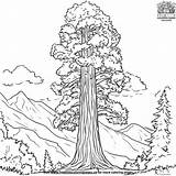 Tall Redwood Tree Coloring Pages sketch template