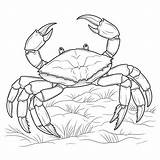 Crab Coloring Sheets Free & Printable  Kokoprintcom sketch template
