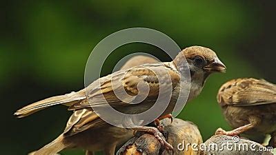 Philippine Maya Bird Eurasian Tree Sparrows or Passer Montanus Perch on Twigs Mouth Feeding Each ...