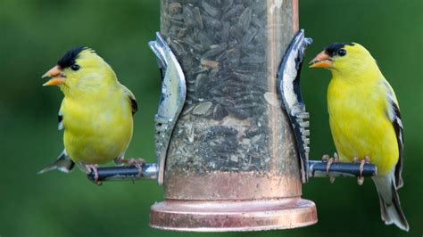 Goldfinch Feeder - How To Attract More American Goldfinches