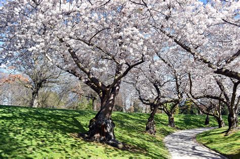 Cherry blossom | Christchurch, New zealand, Tree