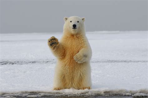 The Arctic's Big Five: Which animals can you see on an Arctic Expedition? | blog.panachecruises.com