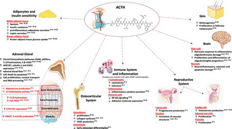 Frontiers | Non-Canonical Effects of ACTH: Insights Into Adrenal Insufficiency