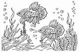 20  Betta Fish Coloring Pages Free Printable PDF & Online sketch template