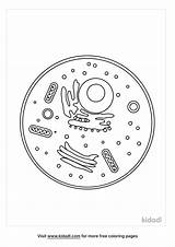 Printable Human Cell Coloring Pages sketch template