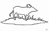 Water Buffalo Outline coloring Page  Free Printable Coloring Pages sketch template