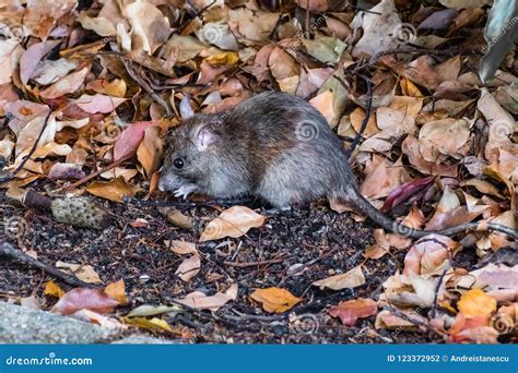 California Mouse Peromyscus Californicus Stock Photo - Image of foliage ...