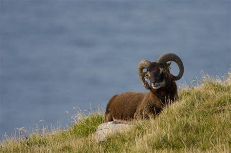 Researchers unlock genetic twist in differences in horn size with sheep