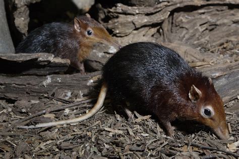 smithsonian/Black and Rufous Elephant Shrew | Flickr