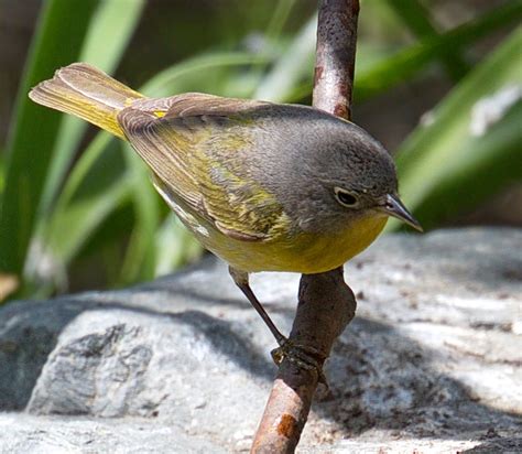 Nashville Warbler | San Diego Bird Spot