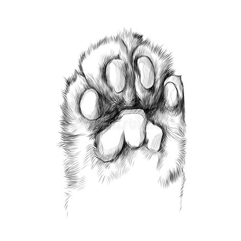 Cat`s Paw Sketch Vector Graphics Stock Vector - Illustration of icon, wild: 91503201