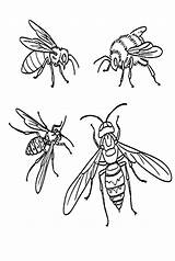 20  Wasp Coloring Pages Free Printable PDF & Online sketch template